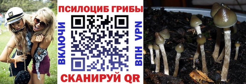 Купить где  Заинск  Галлюциногенные грибы мицелий 